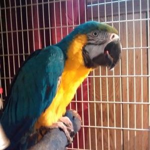 Meet your Posher, Raye